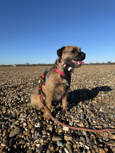 A border terrier on a shingle beach with a Poop Loop on the lead