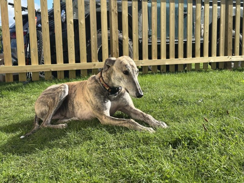 A greyhound lying on the grass