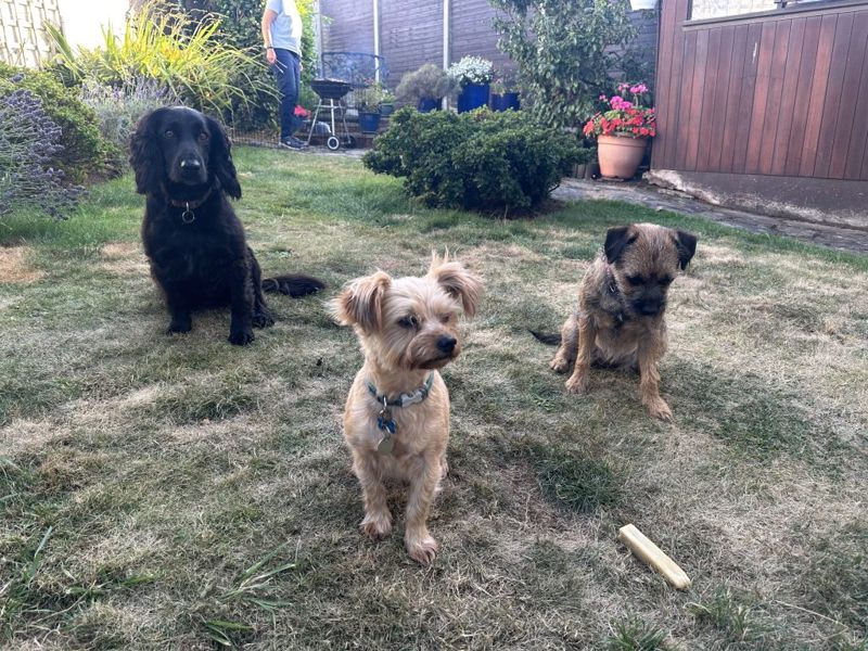 Three dogs sitting in a garden